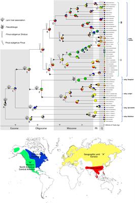 Host Shift Speciation of the Ectomycorrhizal Genus Suillus (Suillineae, Boletales) and Biogeographic Comparison With Its Host Pinaceae